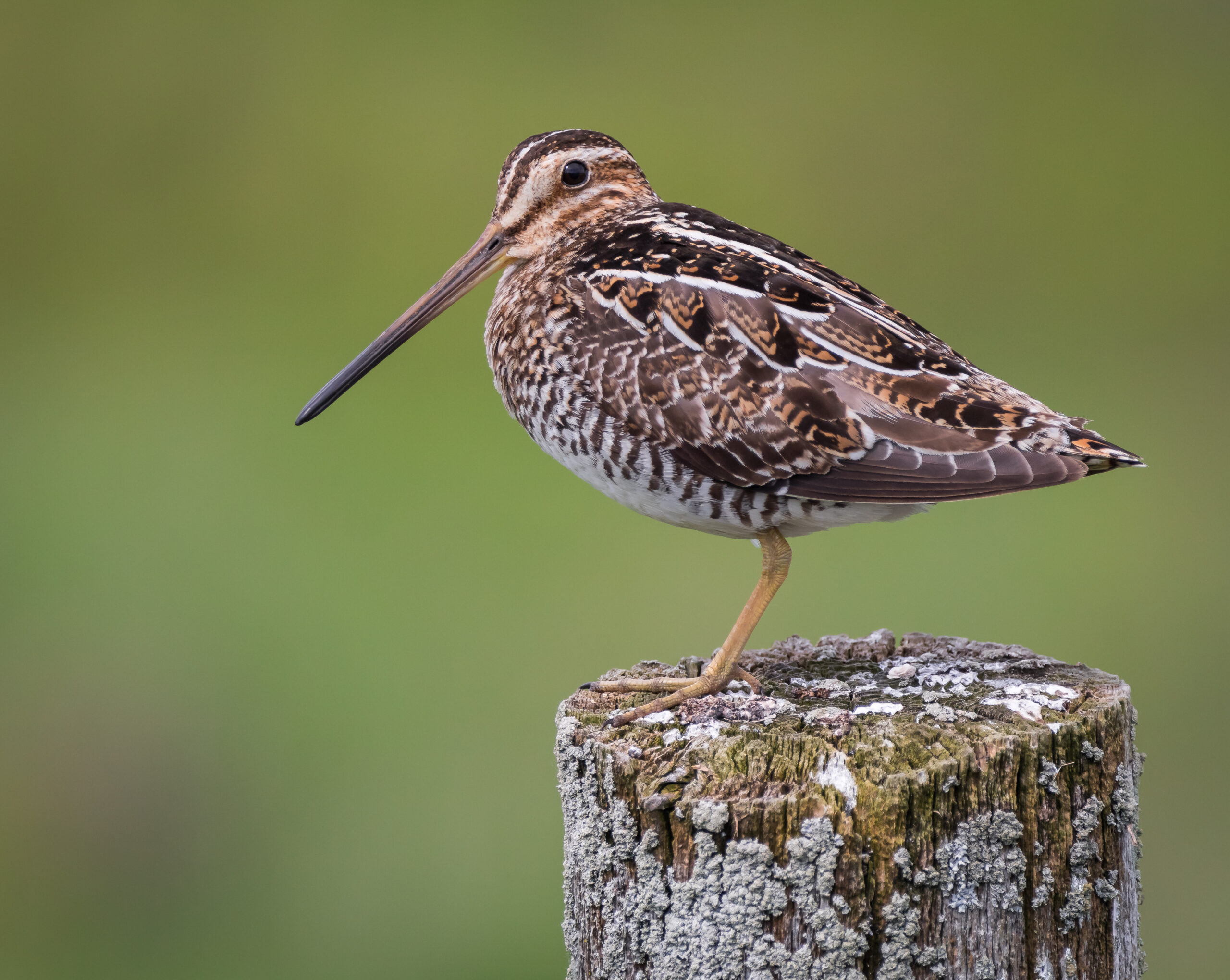 Welcomes Maine Wildlife Expert to June Potluck